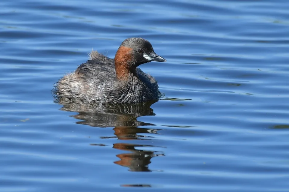 Tachybaptus ruficollis
