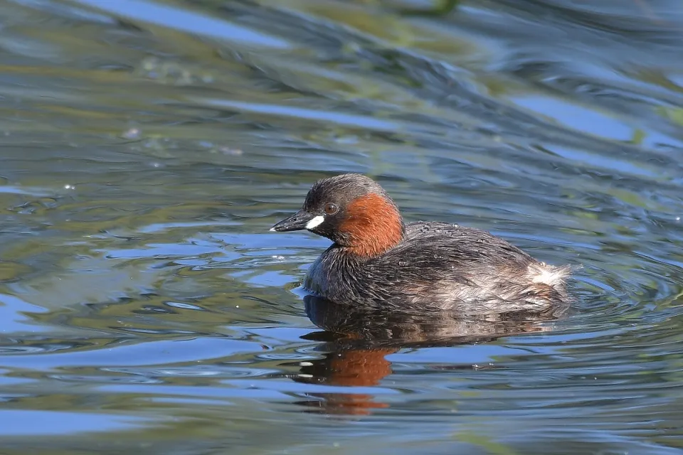 Tachybaptus ruficollis