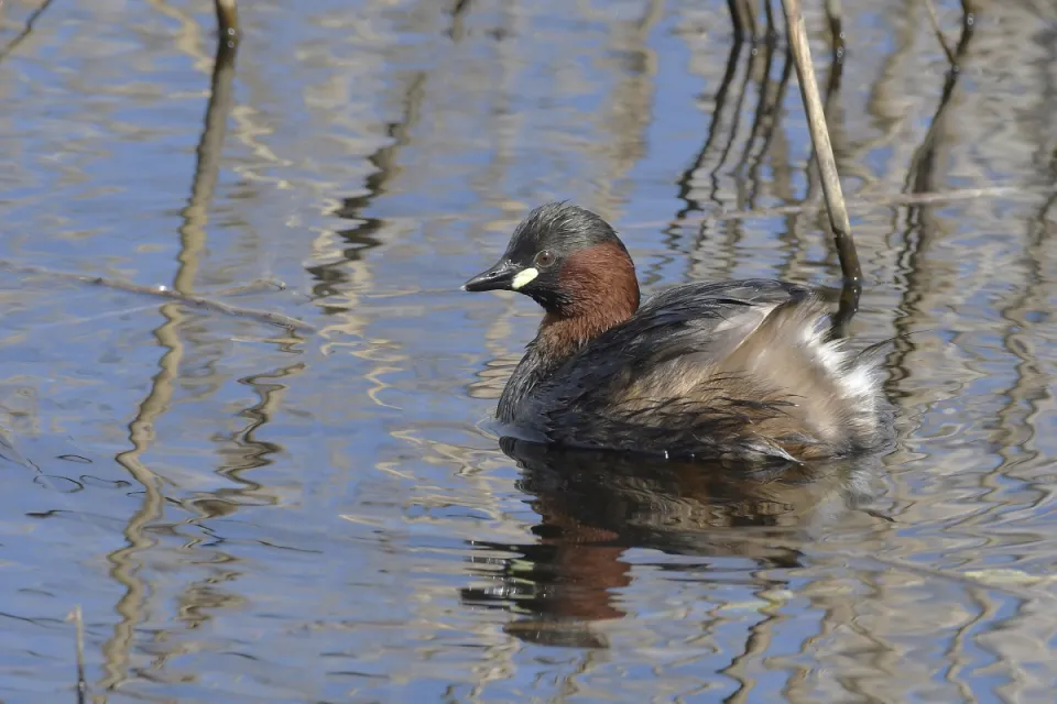 Tachybaptus ruficollis