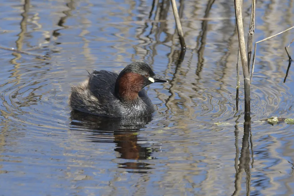 Tachybaptus ruficollis