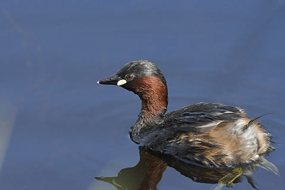 Tachybaptus ruficollis