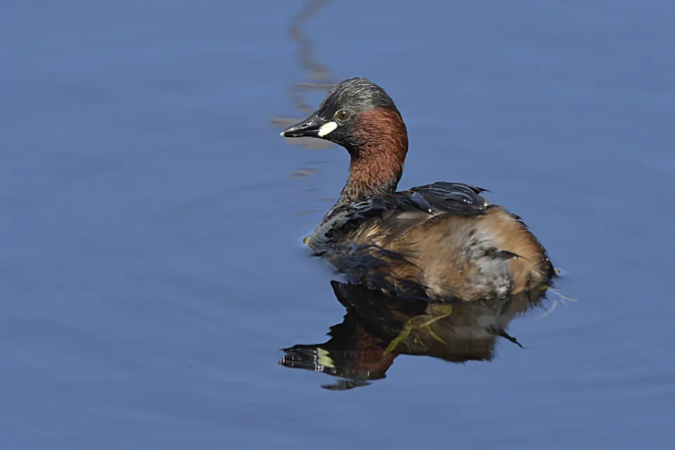 Tachybaptus ruficollis