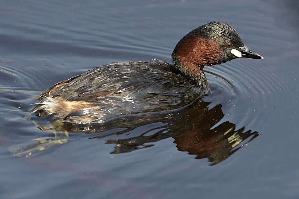 Tachybaptus ruficollis
