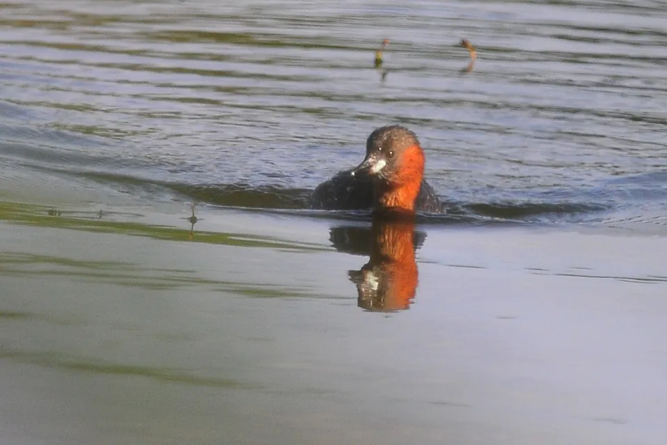 Tachybaptus ruficollis