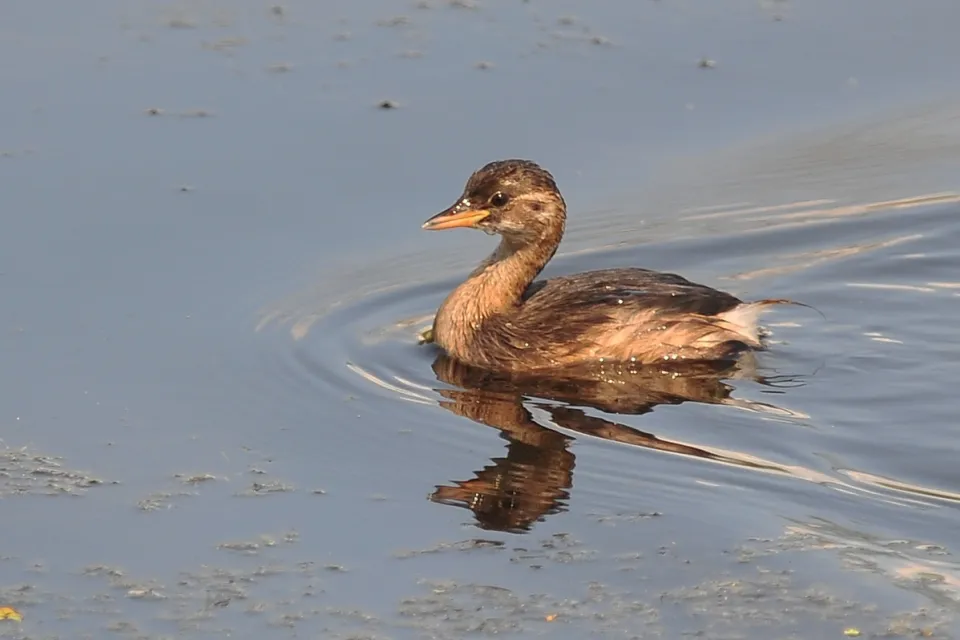 Tachybaptus ruficollis