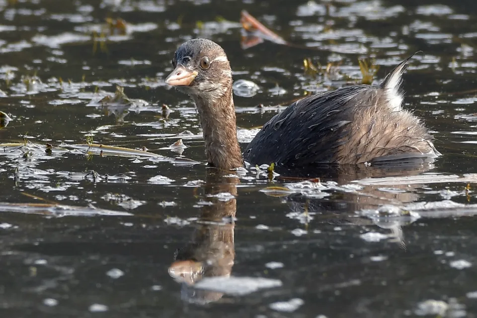 Tachybaptus ruficollis