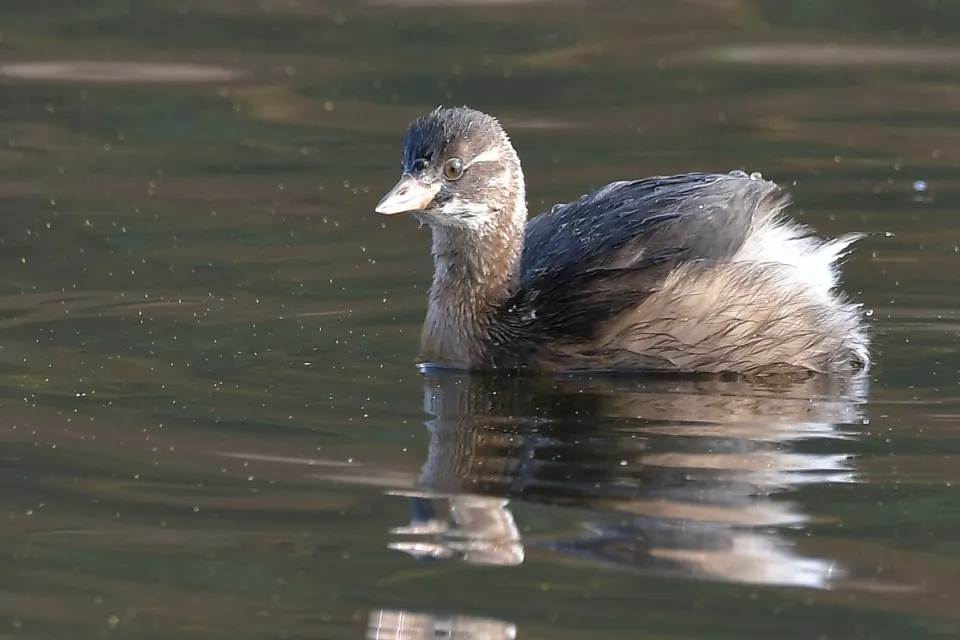 Tachybaptus ruficollis
