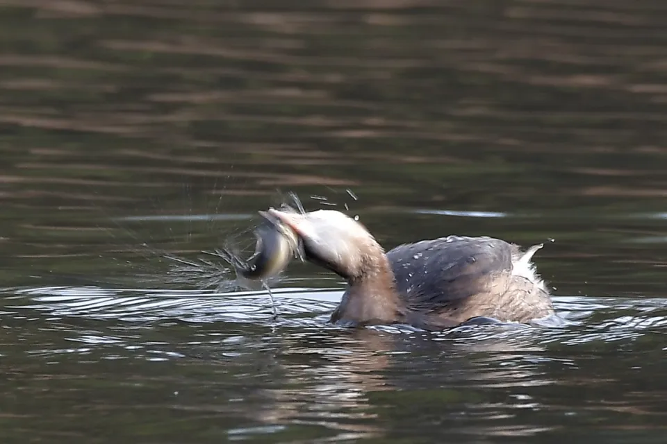 Tachybaptus ruficollis