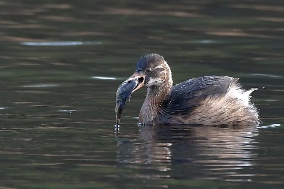 Tachybaptus ruficollis