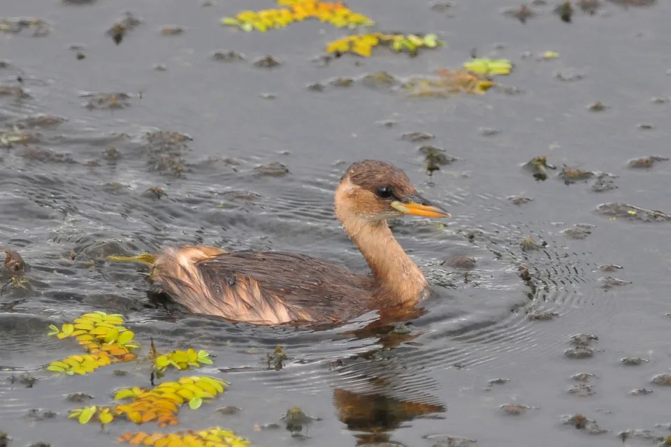Tachybaptus ruficollis