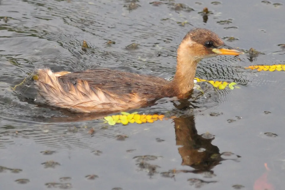 Tachybaptus ruficollis