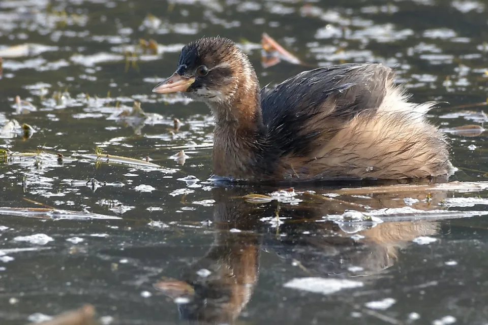 Tachybaptus ruficollis