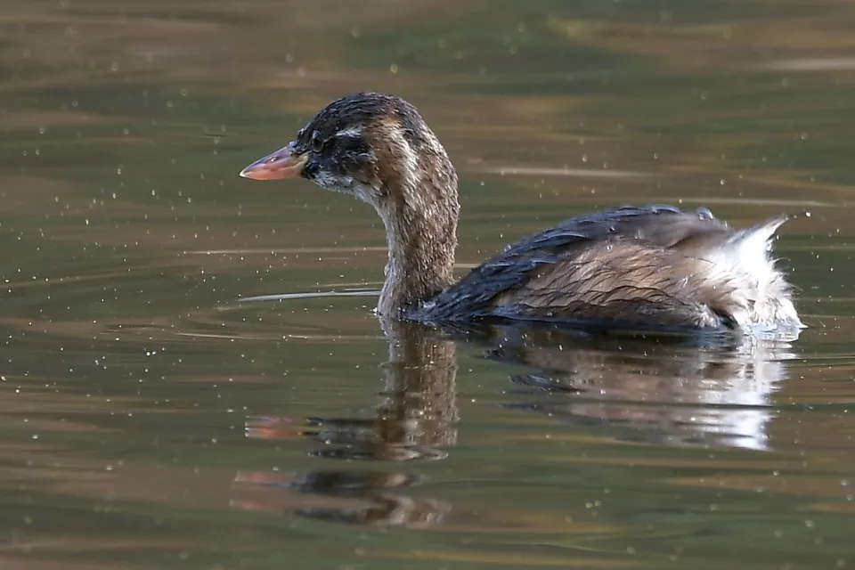 Tachybaptus ruficollis