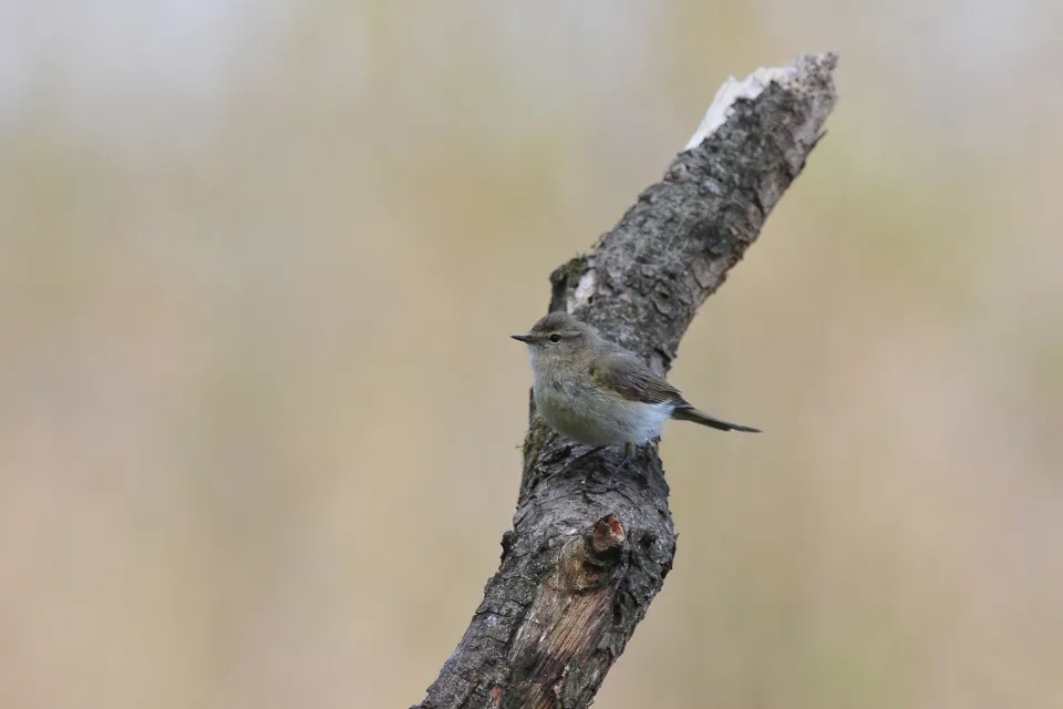 Phylloscopus trochilus