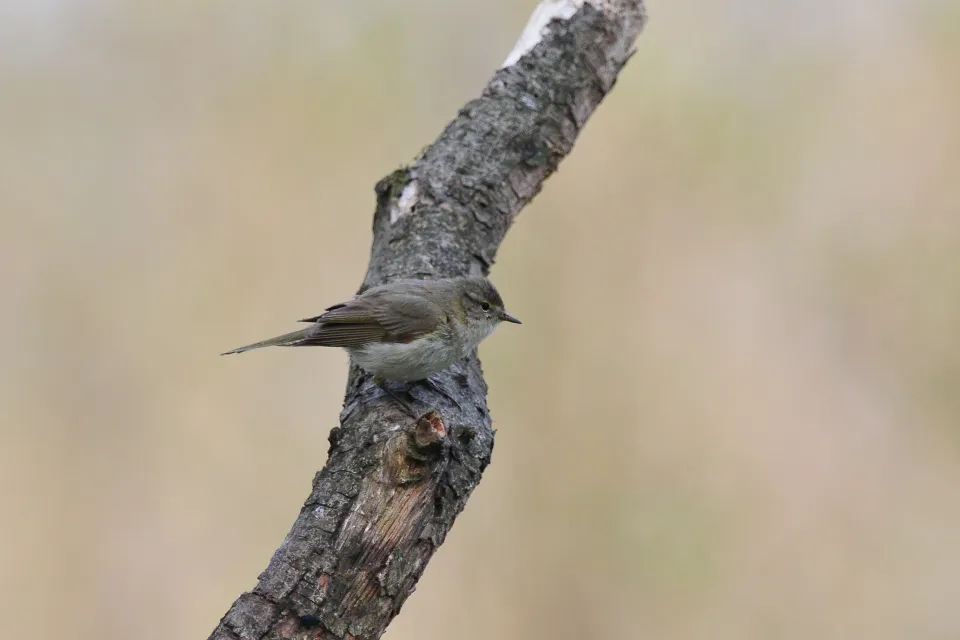 Phylloscopus trochilus