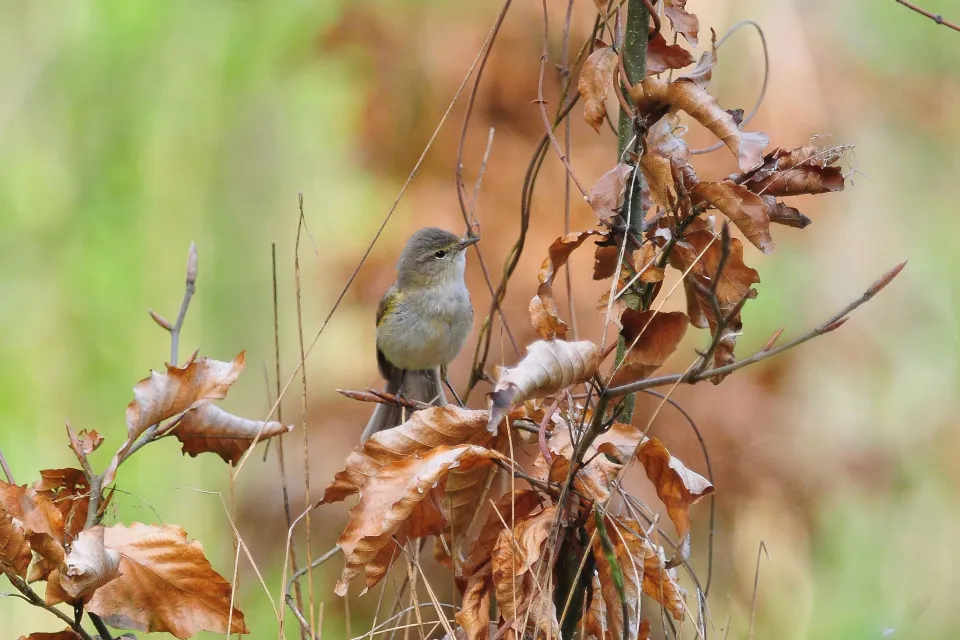 Phylloscopus trochilus