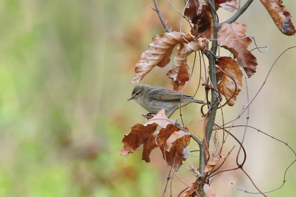 Phylloscopus trochilus
