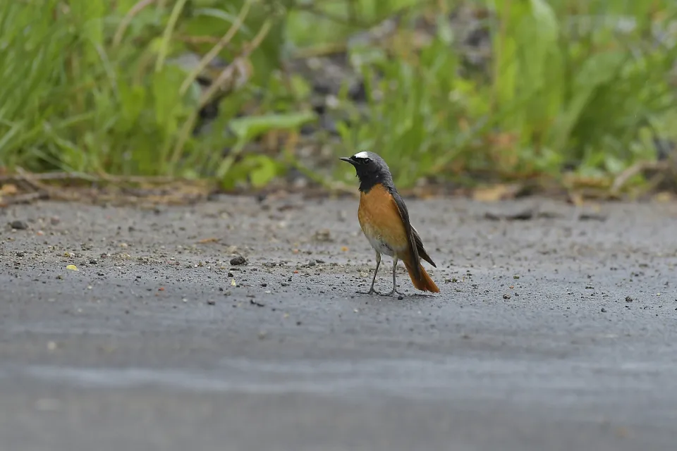 Phoenicurus phoenicurus