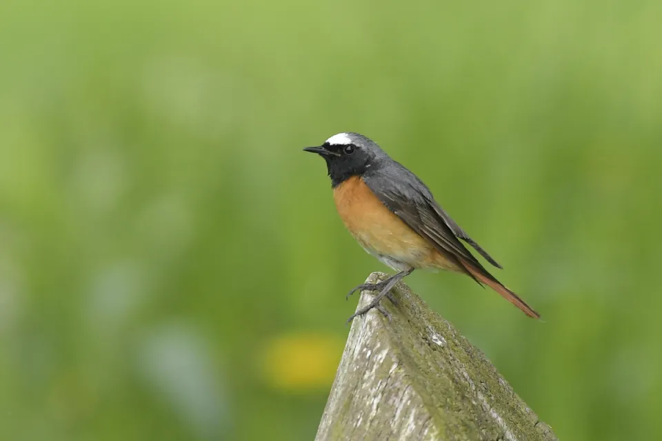 Phoenicurus phoenicurus