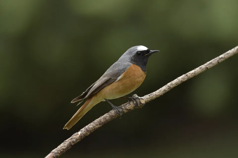 Phoenicurus phoenicurus