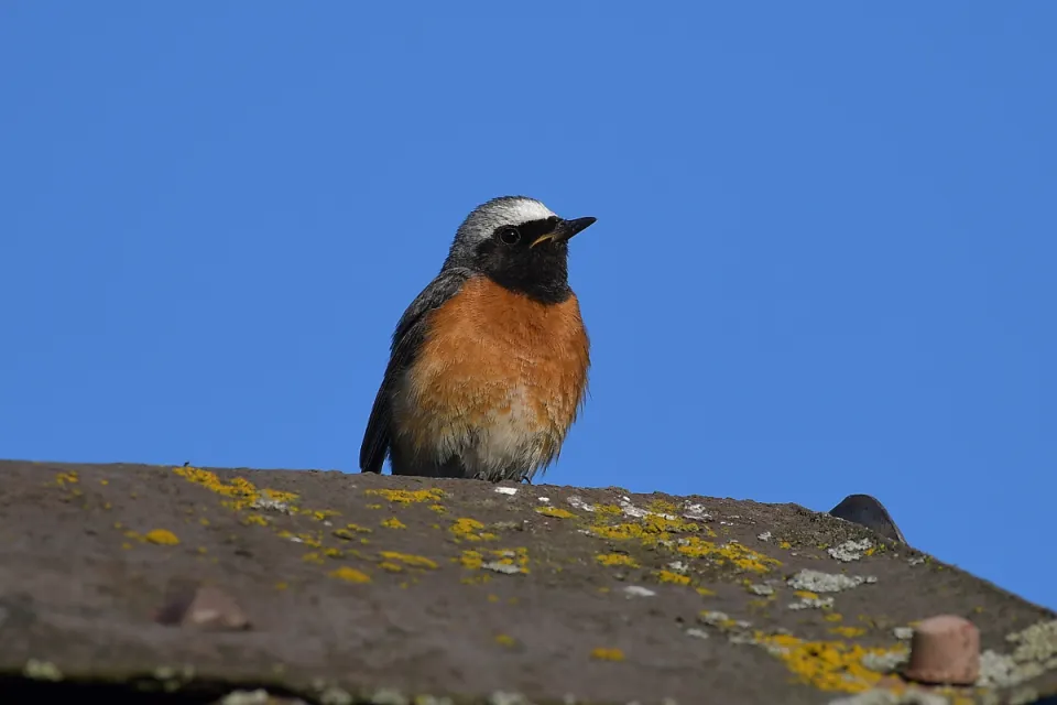 Phoenicurus phoenicurus