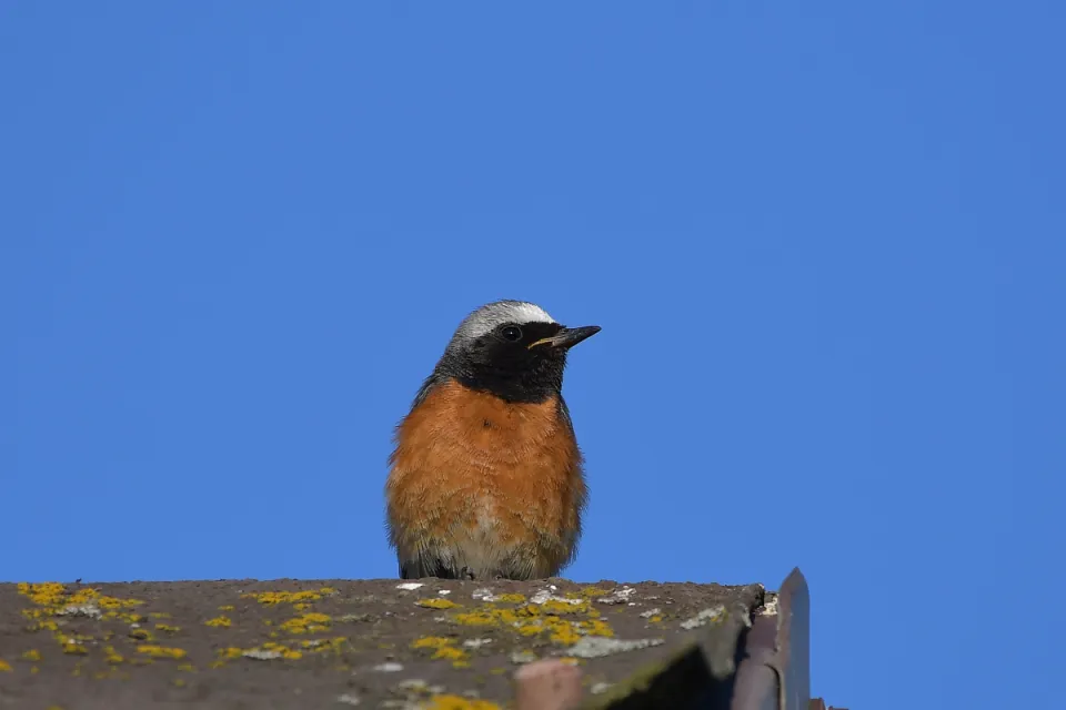Phoenicurus phoenicurus