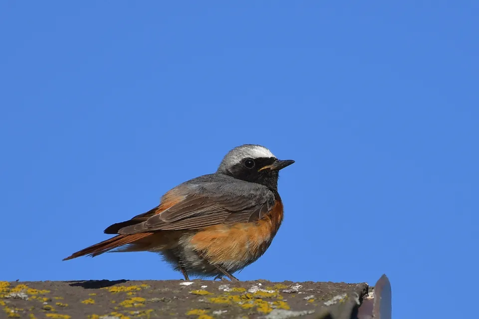 Phoenicurus phoenicurus
