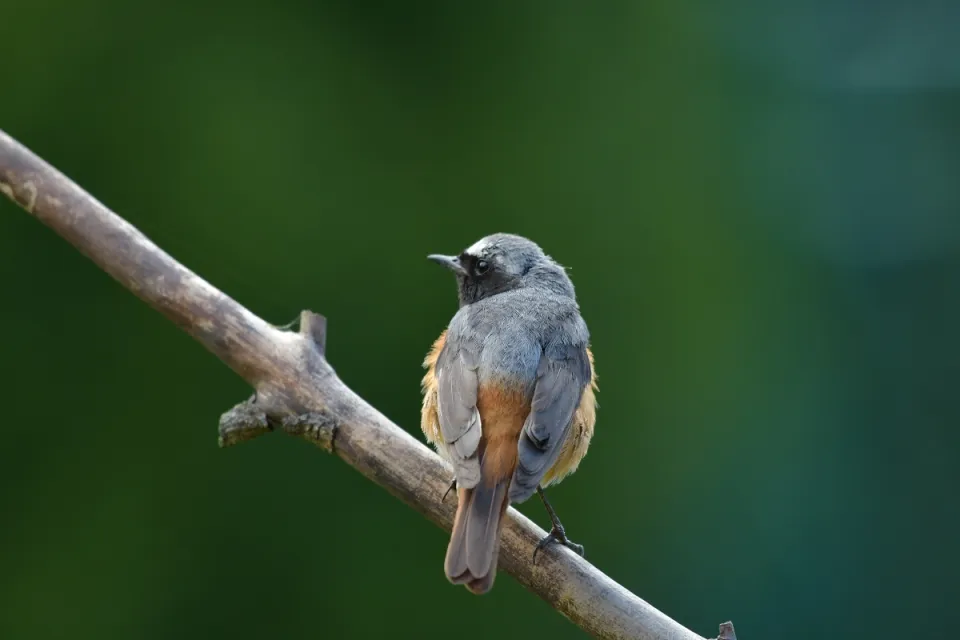 Phoenicurus phoenicurus