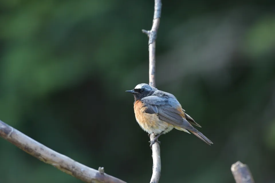 Phoenicurus phoenicurus