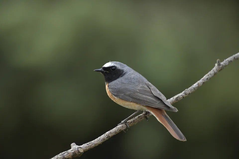 Phoenicurus phoenicurus