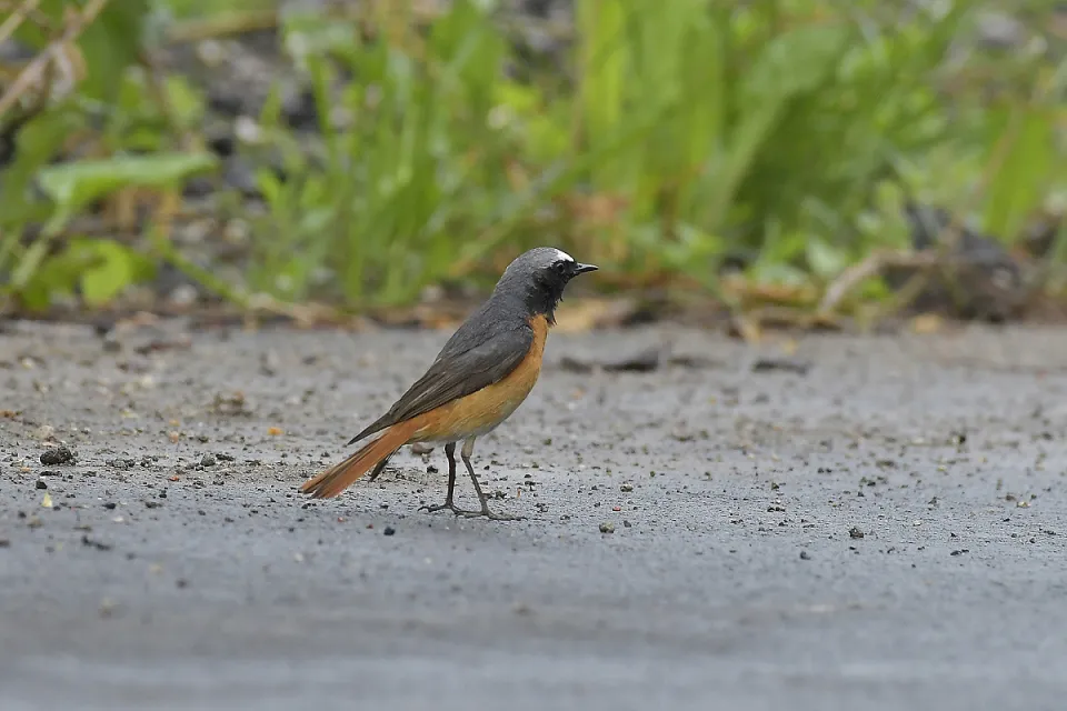Phoenicurus phoenicurus