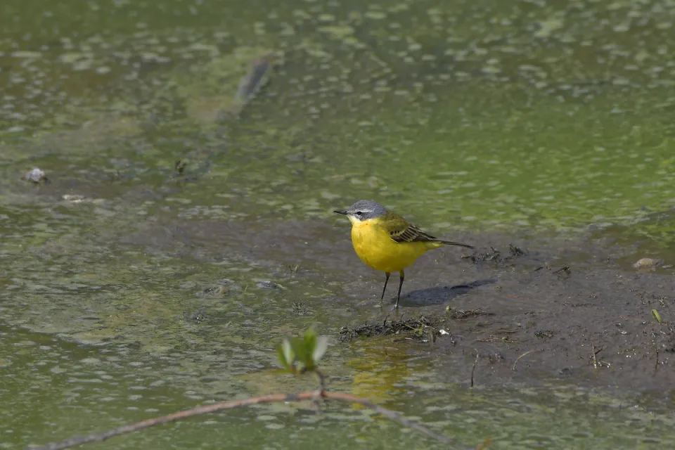 Motacilla flava