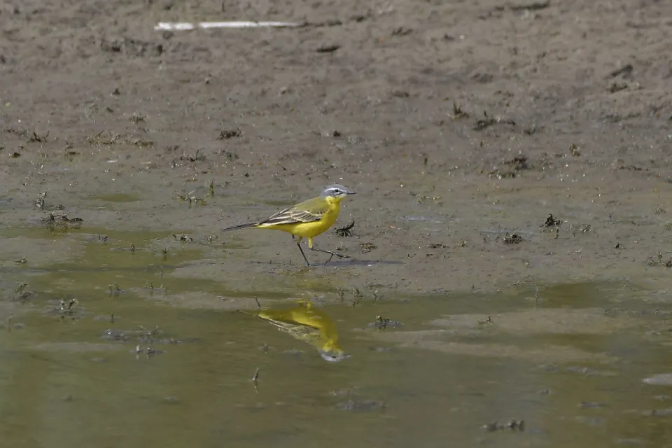 Motacilla flava