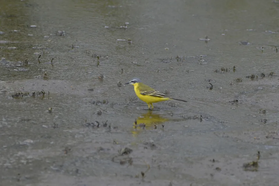 Motacilla flava