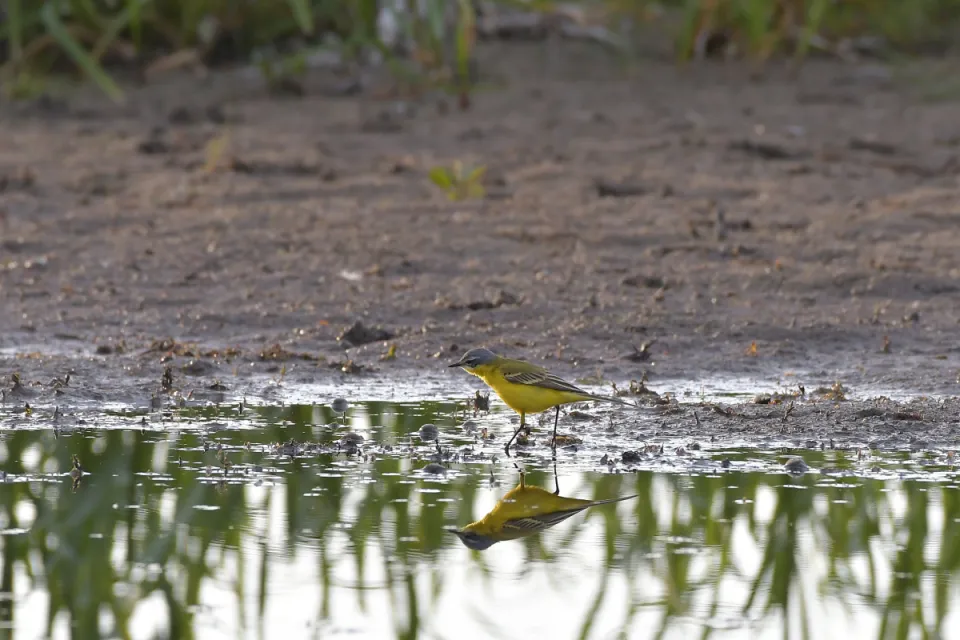 Motacilla flava
