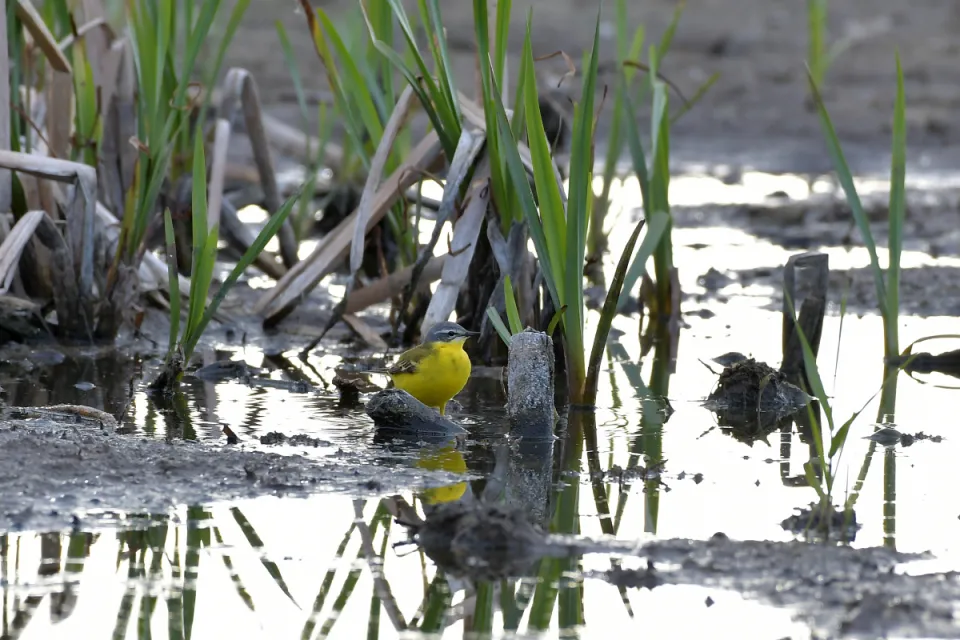 Motacilla flava