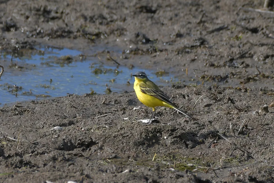 Motacilla flava