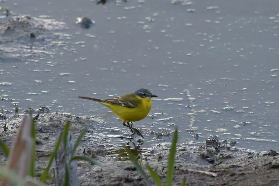 Motacilla flava