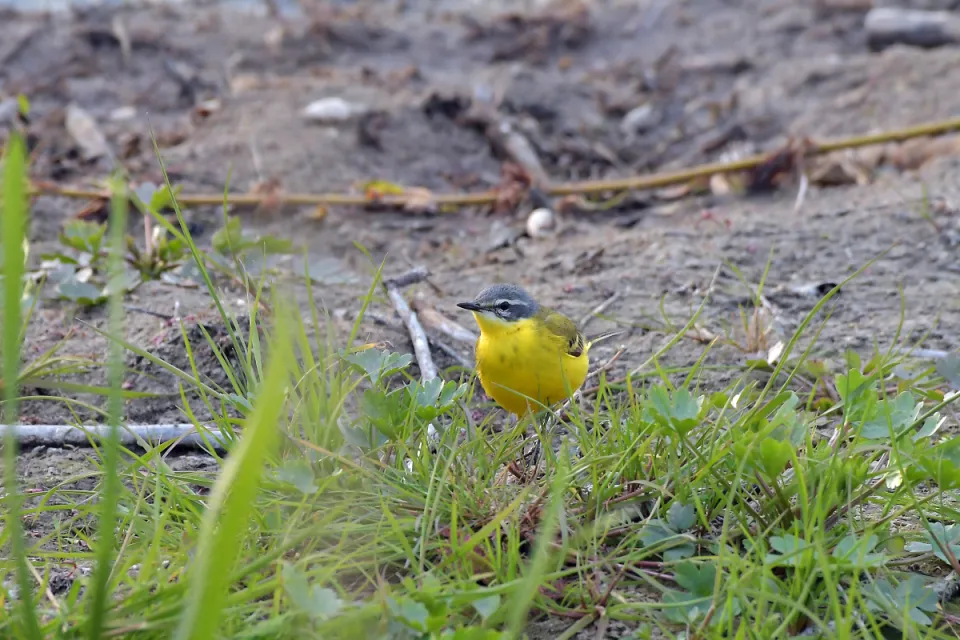 Motacilla flava