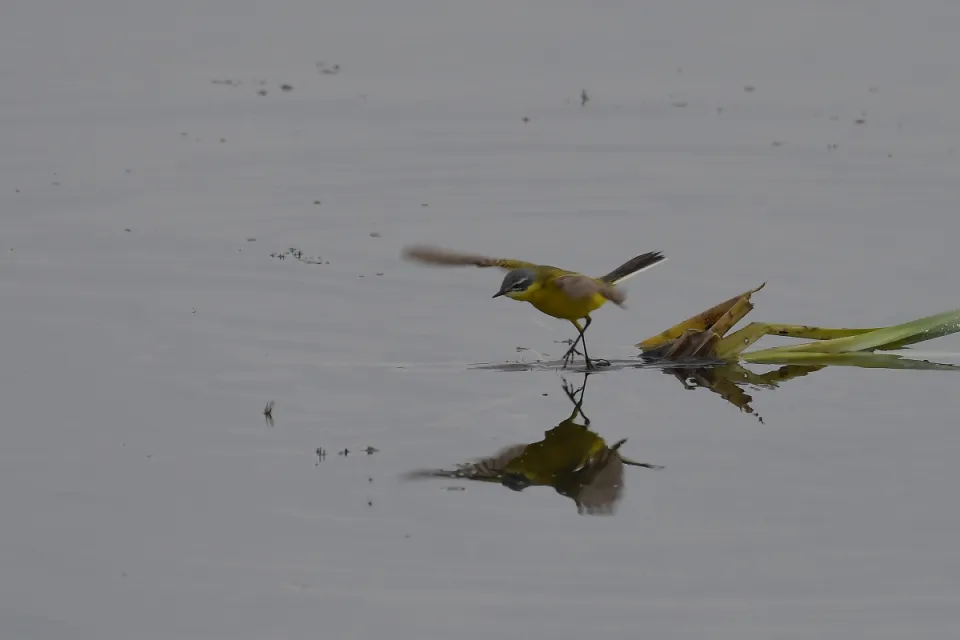Motacilla flava