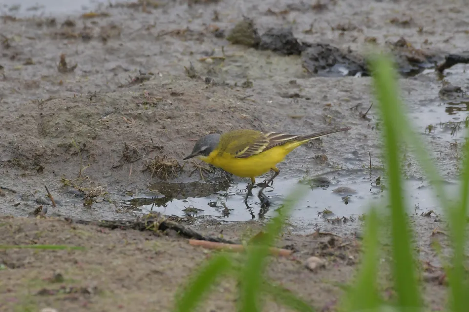 Motacilla flava