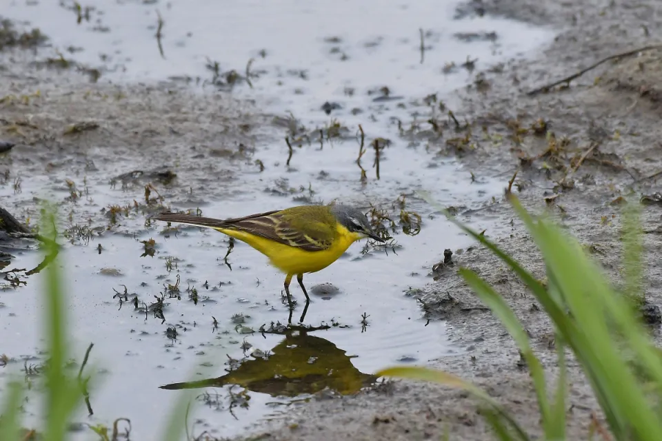 Motacilla flava