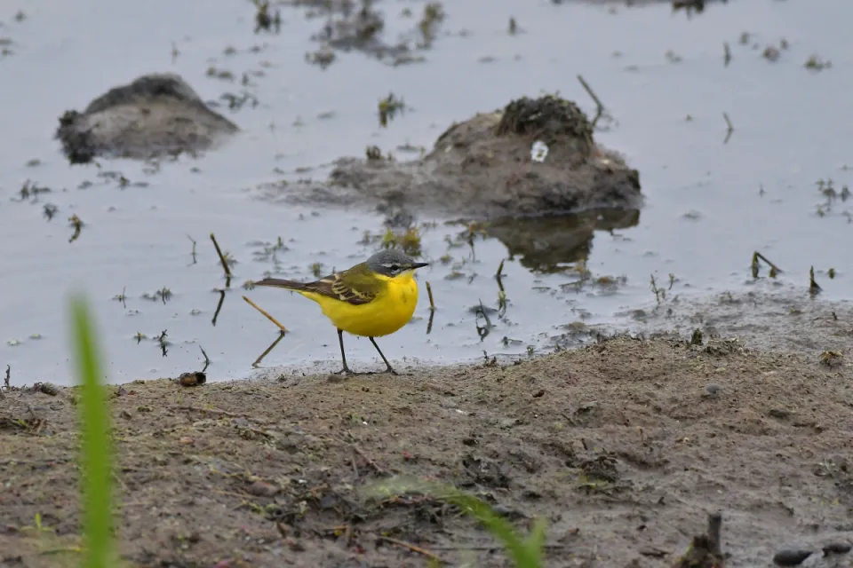 Motacilla flava
