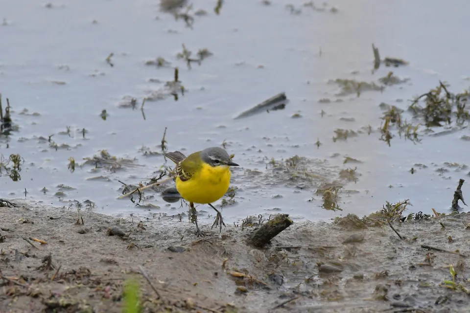 Motacilla flava