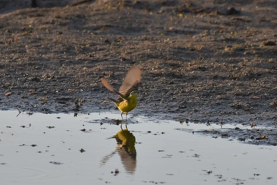 Motacilla flava
