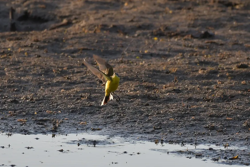 Motacilla flava