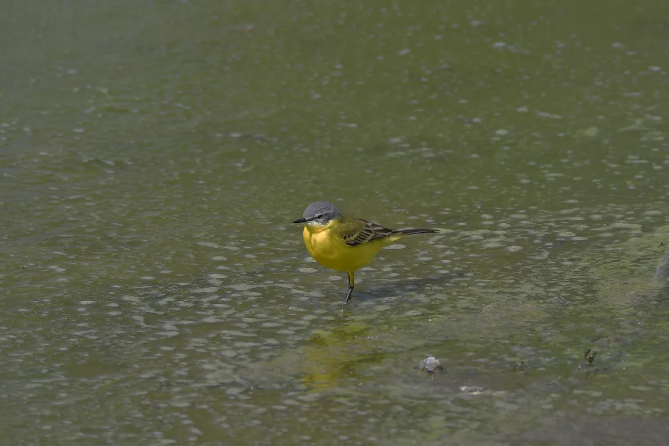 Motacilla flava