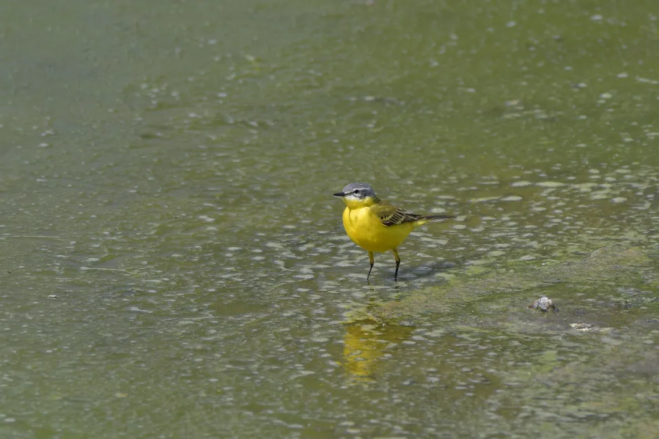 Motacilla flava