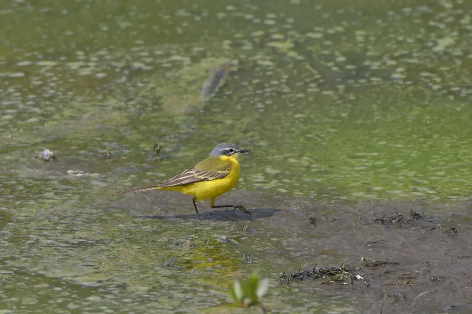 Motacilla flava