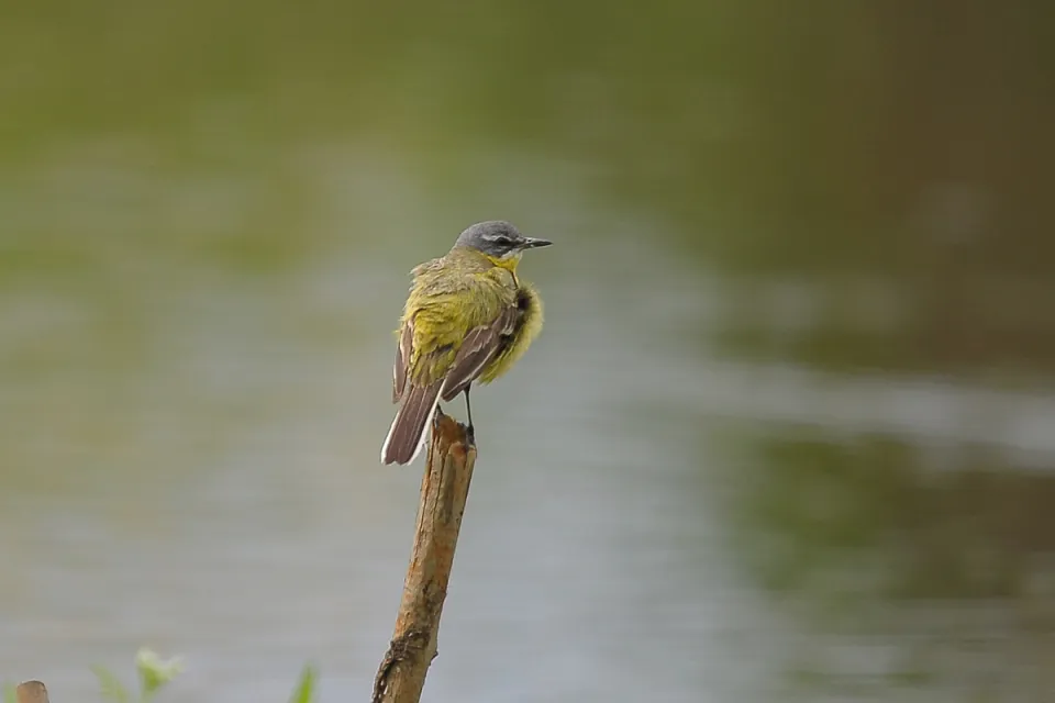 Motacilla flava